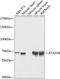 ATPase Family AAA Domain Containing 3B antibody, GTX55522, GeneTex, Western Blot image 