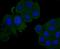 Complement Factor H antibody, NBP2-66999, Novus Biologicals, Immunocytochemistry image 