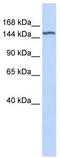 Diacylglycerol Kinase Eta antibody, TA337747, Origene, Western Blot image 