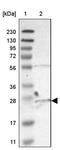 Chromosome 6 Open Reading Frame 89 antibody, PA5-52946, Invitrogen Antibodies, Western Blot image 