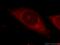 ZFP36 Ring Finger Protein antibody, 12737-1-AP, Proteintech Group, Immunofluorescence image 