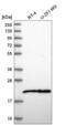 Nucleolar Pre-RRNA Processing Protein NIP7 antibody, NBP2-58932, Novus Biologicals, Western Blot image 