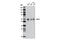 Kruppel Like Factor 4 antibody, 12173S, Cell Signaling Technology, Western Blot image 