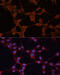 Solute Carrier Family 25 Member 27 antibody, 15-225, ProSci, Immunofluorescence image 