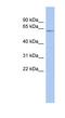Leucine Rich Repeat Transmembrane Neuronal 1 antibody, NBP1-62303, Novus Biologicals, Western Blot image 