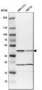 QKI, KH Domain Containing RNA Binding antibody, HPA019123, Atlas Antibodies, Western Blot image 