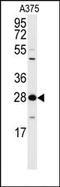 14-3-3 zeta antibody, AP15151PU-N, Origene, Western Blot image 