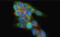 Synaptosome Associated Protein 25 antibody, PA5-19701, Invitrogen Antibodies, Immunofluorescence image 