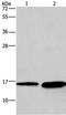Histidine Triad Nucleotide Binding Protein 2 antibody, PA5-50226, Invitrogen Antibodies, Western Blot image 