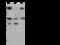 Dipeptidyl Peptidase 7 antibody, 51019-T48, Sino Biological, Western Blot image 
