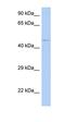 Stabilizer Of Axonemal Microtubules 1 antibody, orb325833, Biorbyt, Western Blot image 