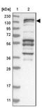 Protein FAM83H antibody, NBP1-93738, Novus Biologicals, Western Blot image 