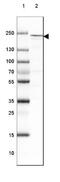 Dedicator of cytokinesis protein 2 antibody, NBP2-38303, Novus Biologicals, Western Blot image 
