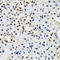 Jade Family PHD Finger 1 antibody, 14-521, ProSci, Immunohistochemistry frozen image 