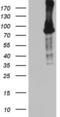 BCL6 Transcription Repressor antibody, LS-C338717, Lifespan Biosciences, Western Blot image 