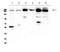 ITG antibody, A03829, Boster Biological Technology, Western Blot image 