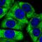 60S ribosomal protein L24 antibody, PA5-62450, Invitrogen Antibodies, Immunofluorescence image 