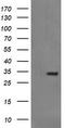 Synaptophysin antibody, TA506105, Origene, Western Blot image 