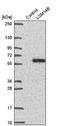 LSM Family Member 14B antibody, NBP2-56828, Novus Biologicals, Western Blot image 