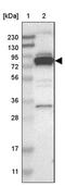 Peptidylprolyl Isomerase Domain And WD Repeat Containing 1 antibody, PA5-53982, Invitrogen Antibodies, Western Blot image 
