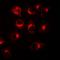 BCL10 Immune Signaling Adaptor antibody, orb377947, Biorbyt, Immunofluorescence image 