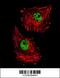 FUS RNA Binding Protein antibody, 55-074, ProSci, Immunofluorescence image 
