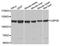 Ubiquitin Specific Peptidase 26 antibody, orb373909, Biorbyt, Western Blot image 