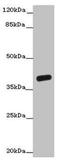 2-Oxoglutarate And Iron Dependent Oxygenase Domain Containing 2 antibody, LS-C399292, Lifespan Biosciences, Western Blot image 
