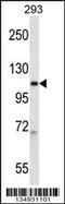 RNA Polymerase II Subunit B antibody, 57-949, ProSci, Western Blot image 