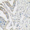 PI3 Kinase p110 beta antibody, 13-351, ProSci, Immunohistochemistry frozen image 