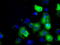 Golgi reassembly-stacking protein 1 antibody, TA501352, Origene, Immunofluorescence image 