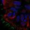 Haemophilus influenzae B antibody, NBP1-84832, Novus Biologicals, Immunofluorescence image 