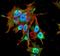 Receptor Accessory Protein 1 antibody, NBP2-59312, Novus Biologicals, Immunofluorescence image 