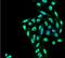 Protein Phosphatase 5 Catalytic Subunit antibody, NBP2-59308, Novus Biologicals, Immunofluorescence image 