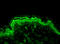 Erk1 antibody, LS-B8411, Lifespan Biosciences, Immunofluorescence image 