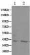 DNA-directed RNA polymerases I and III subunit RPAC1 antibody, TA321959, Origene, Western Blot image 