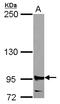 HR1 antibody, LS-C155176, Lifespan Biosciences, Western Blot image 