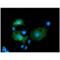 Lectin, Mannose Binding 1 antibody, ENZ-ABS300-0100, Enzo Life Sciences, Immunofluorescence image 