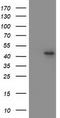 Methionyl-tRNA formyltransferase, mitochondrial antibody, TA503546S, Origene, Western Blot image 