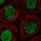 CDC Like Kinase 3 antibody, NBP1-91794, Novus Biologicals, Immunofluorescence image 