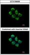 Sorting Nexin 12 antibody, GTX106456, GeneTex, Immunofluorescence image 