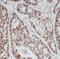 Lacritin antibody, FNab04671, FineTest, Immunohistochemistry frozen image 