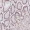 Regulating Synaptic Membrane Exocytosis 4 antibody, NBP2-31842, Novus Biologicals, Immunohistochemistry paraffin image 