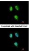 Peptidyl-prolyl cis-trans isomerase H antibody, NBP2-19899, Novus Biologicals, Immunofluorescence image 