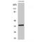Aminoadipate-Semialdehyde Dehydrogenase-Phosphopantetheinyl Transferase antibody, LS-C381833, Lifespan Biosciences, Western Blot image 