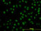Zinc finger protein 143 antibody, LS-C105056, Lifespan Biosciences, Immunofluorescence image 