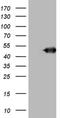BCL2 Interacting Protein 2 antibody, NBP2-46581, Novus Biologicals, Western Blot image 