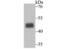 MAPK Activated Protein Kinase 3 antibody, NBP2-75565, Novus Biologicals, Western Blot image 