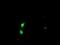 SSX Family Member 5 antibody, NBP2-01842, Novus Biologicals, Immunofluorescence image 