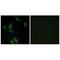 Cell Death Inducing DFFA Like Effector B antibody, A07404, Boster Biological Technology, Immunofluorescence image 